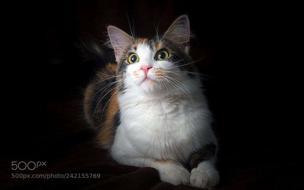 Pentax K-500 sample photo. Mimi the cat photography