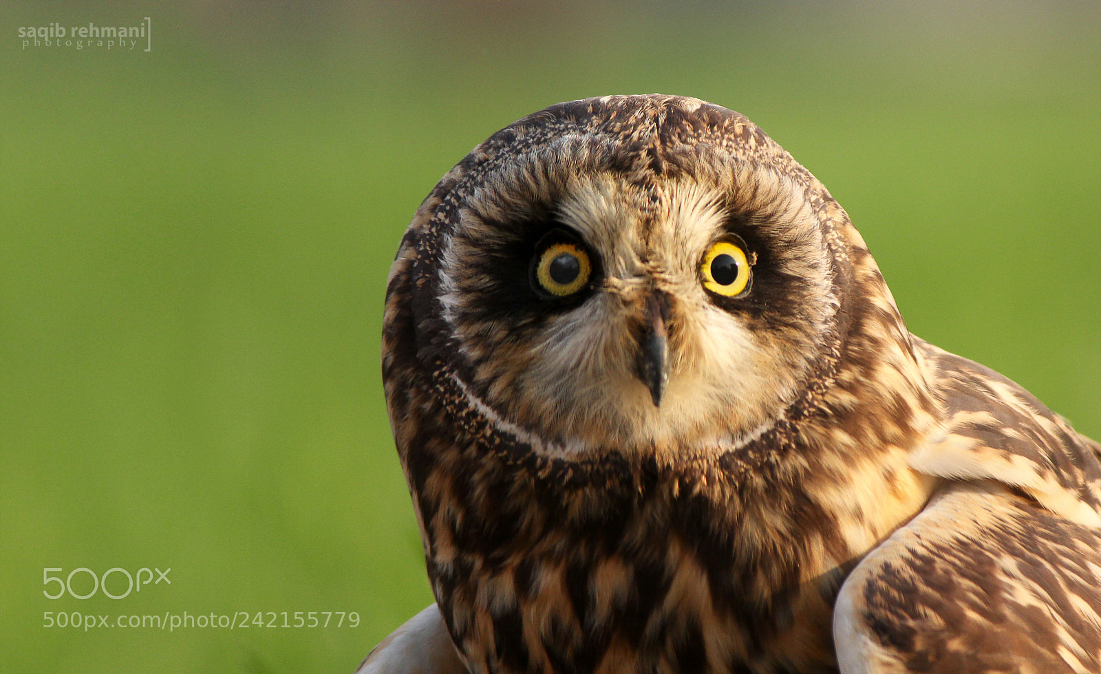 Canon EOS 60D sample photo. Short eared owl photography