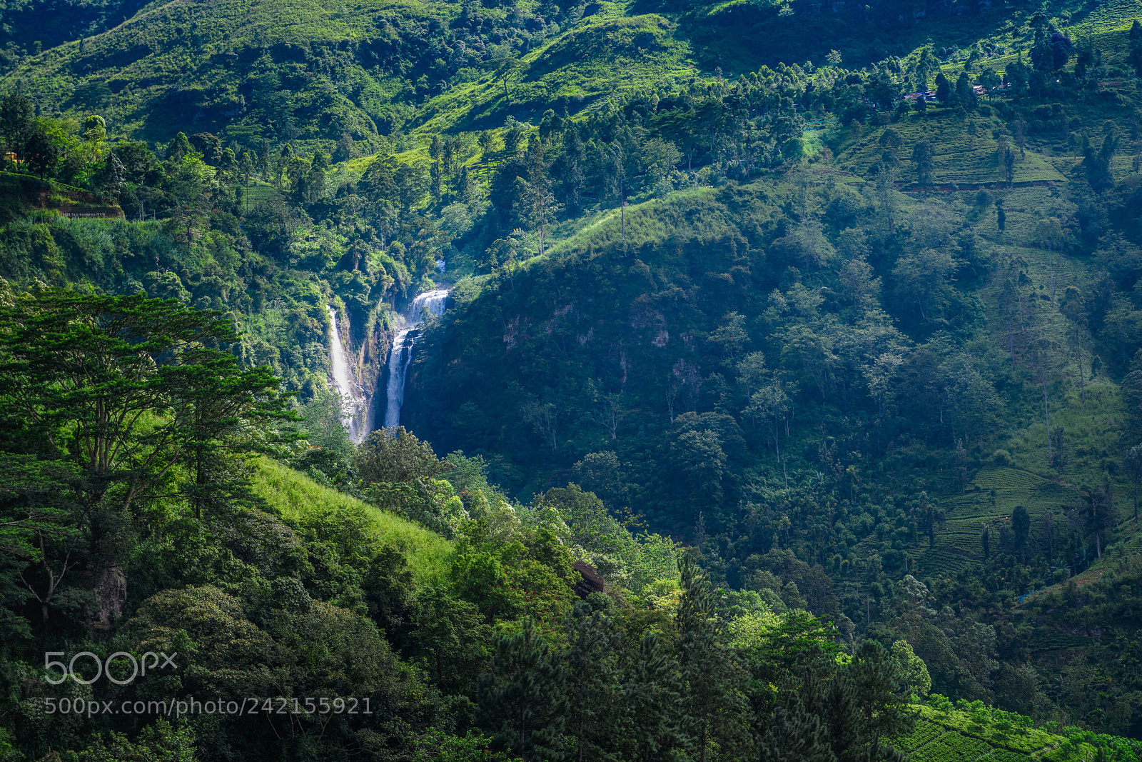 Nikon D850 sample photo. Nuwara eliya photography