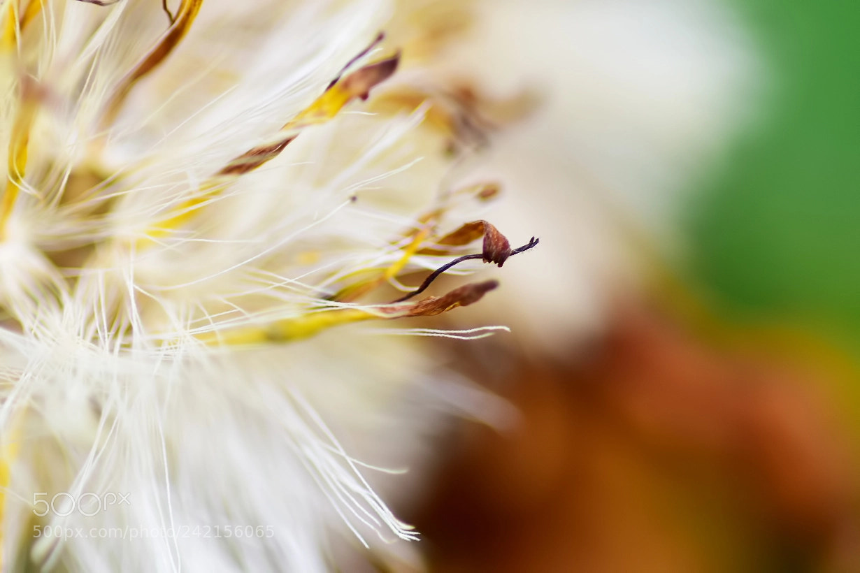 Nikon D7200 sample photo. Flower soft photography