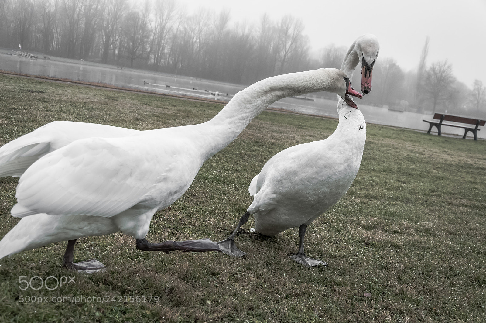 Nikon D90 sample photo. Power play photography