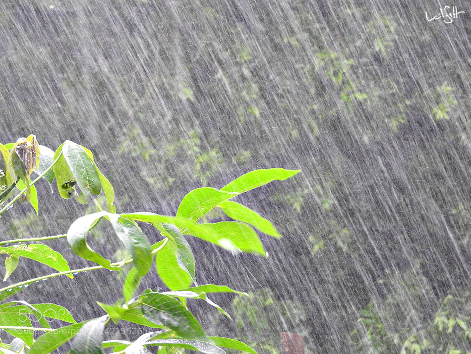 Nikon Coolpix P610 sample photo. Rain photography