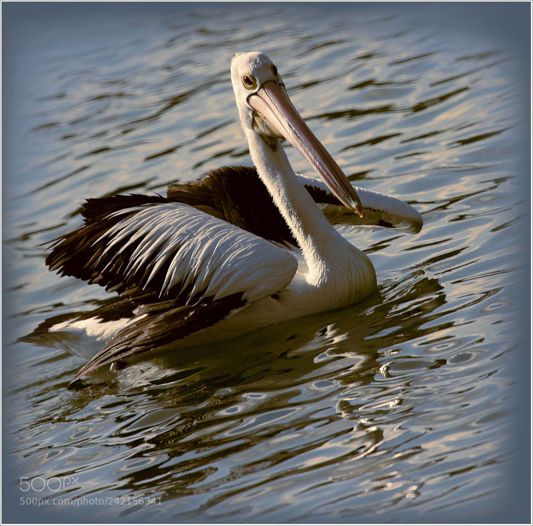 Canon EOS 20D sample photo. Orig photography