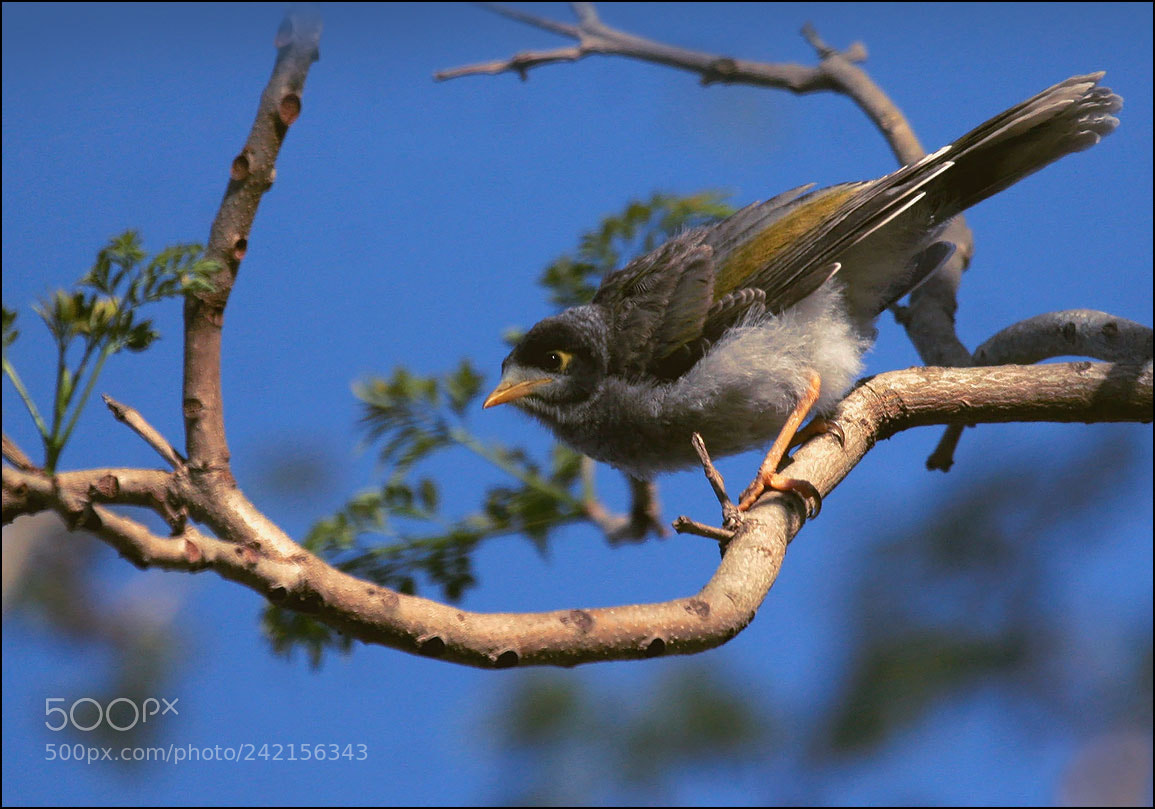 Canon EOS 20D sample photo. Orig photography