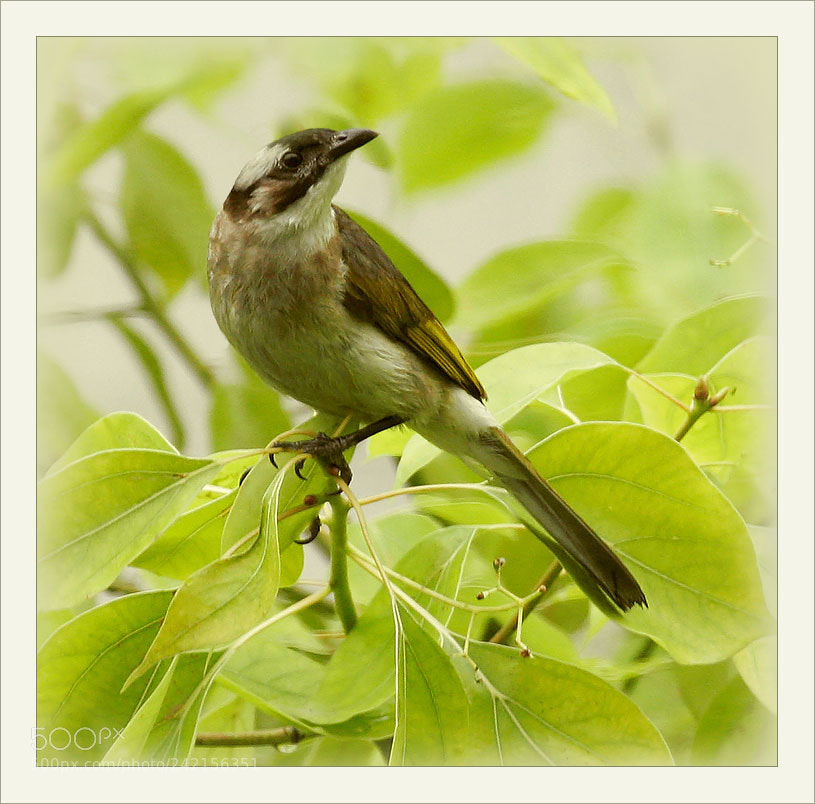 Canon EOS 20D sample photo. Orig photography