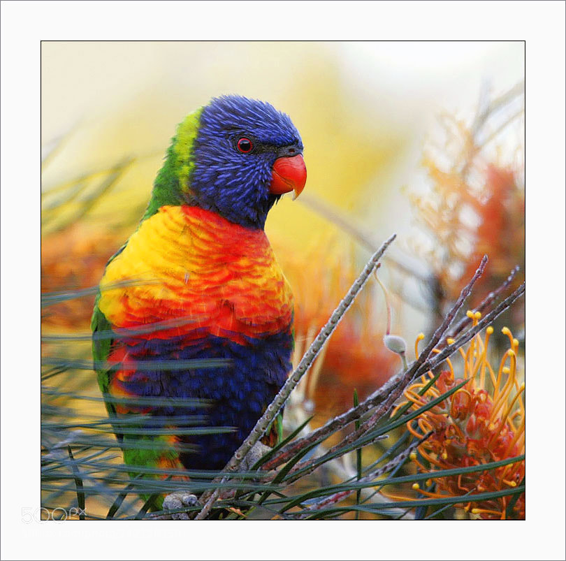 Canon EOS 20D sample photo. Orig photography