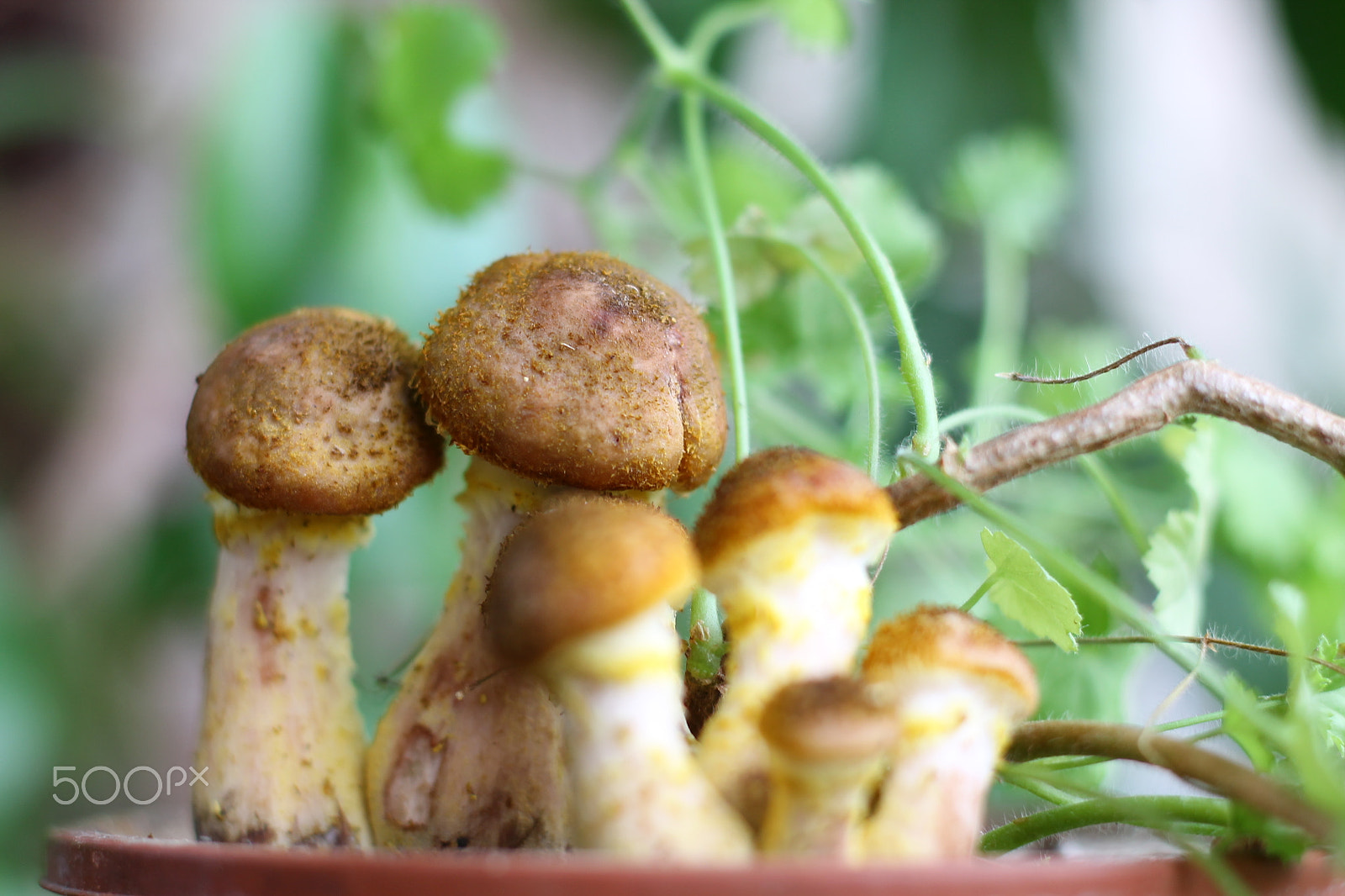 Canon EOS 1100D (EOS Rebel T3 / EOS Kiss X50) + Canon EF 50mm F1.8 STM sample photo. Mushrooms in pots photography