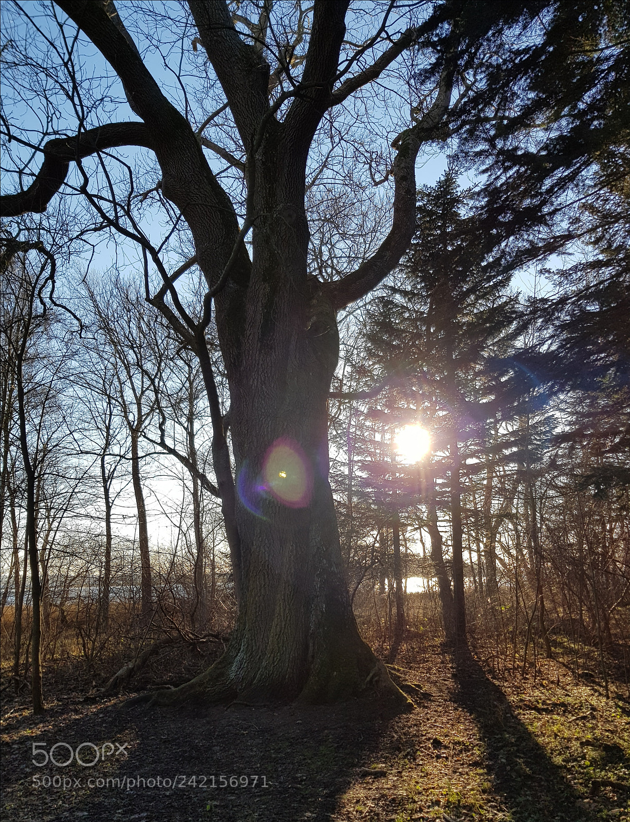 Samsung Galaxy S8 sample photo. Tree photography