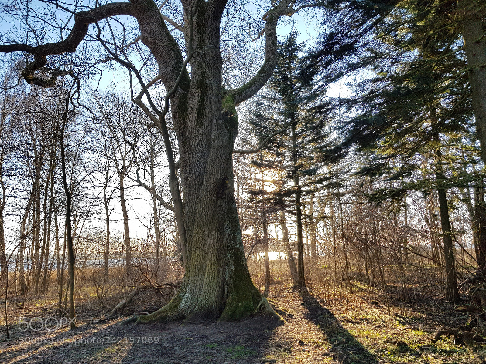 Samsung Galaxy S8 sample photo. Tree photography