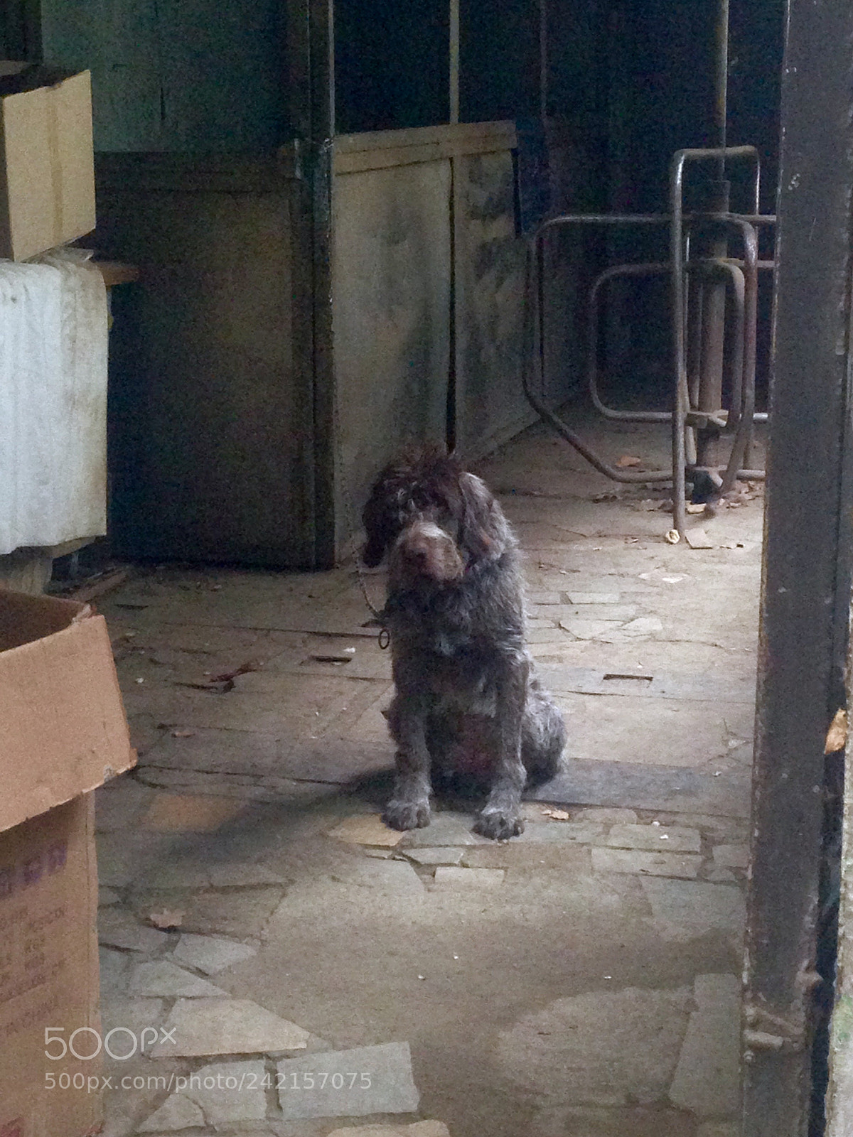 Apple iPhone 5 sample photo. Tired dog photography