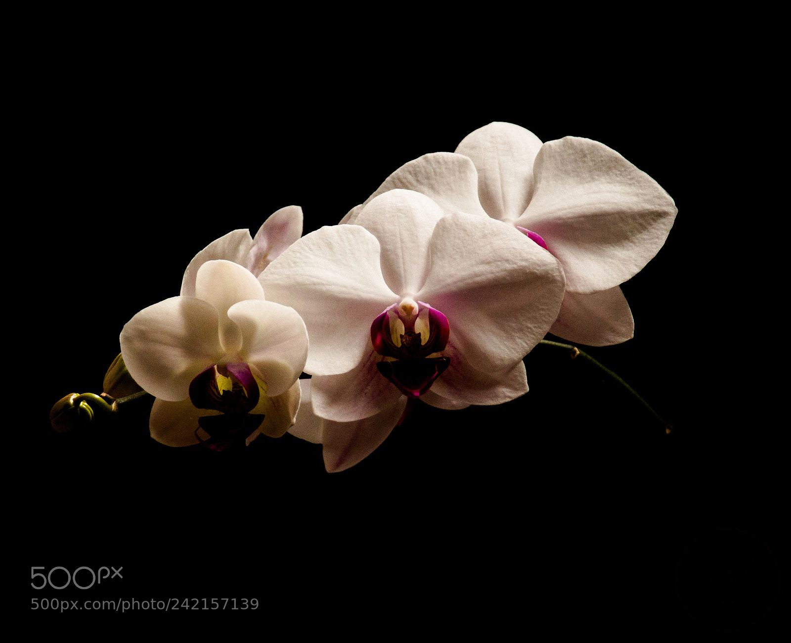 Canon EOS 650D (EOS Rebel T4i / EOS Kiss X6i) sample photo. White phalaenopsis photography