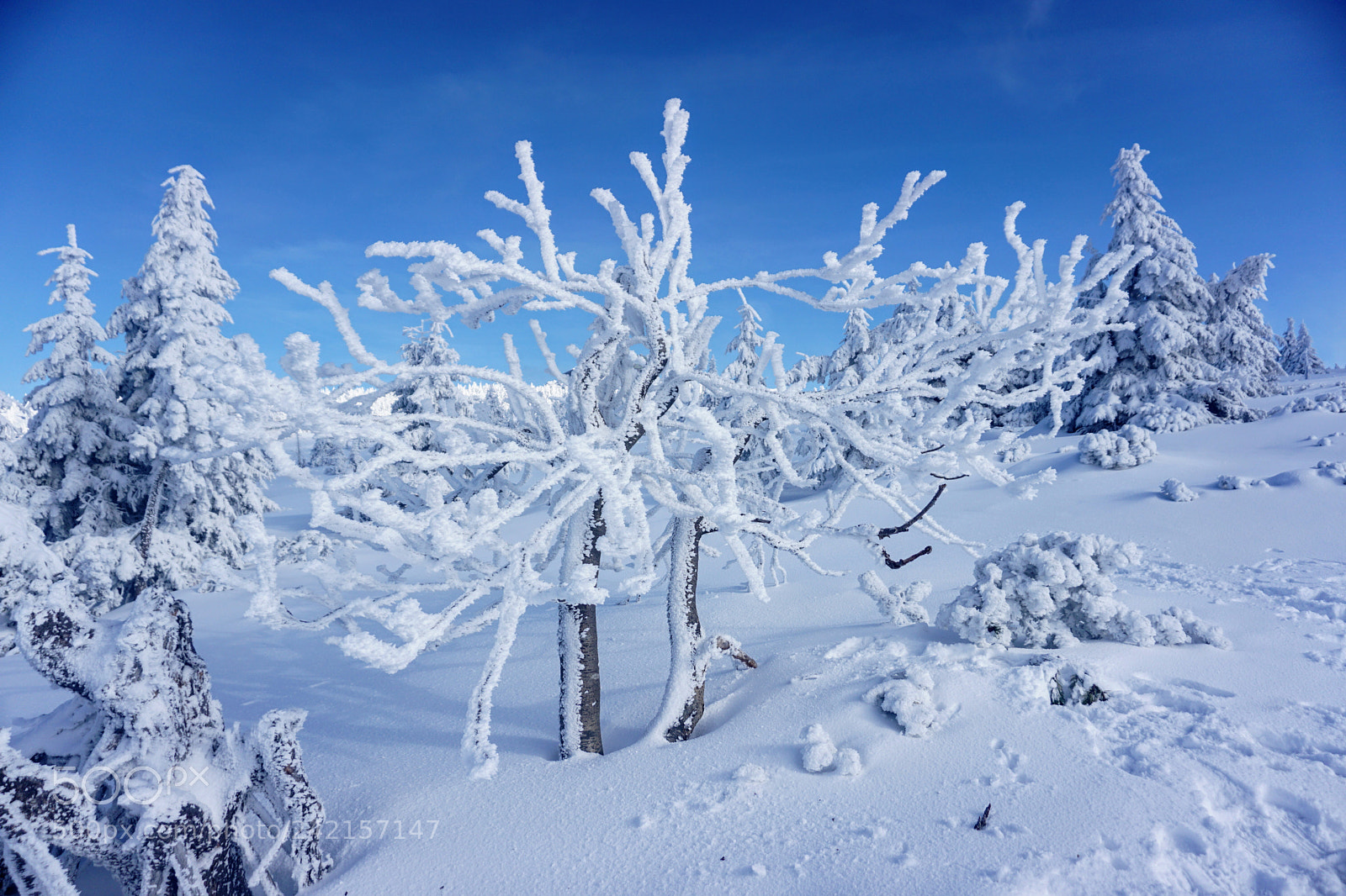 Sony a5100 sample photo. Frozen tree photography