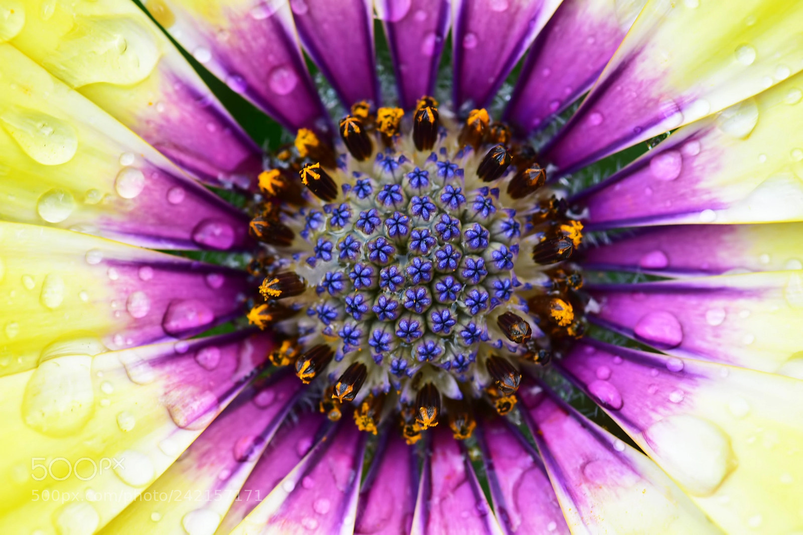 Nikon D7200 sample photo. Colorful flower photography