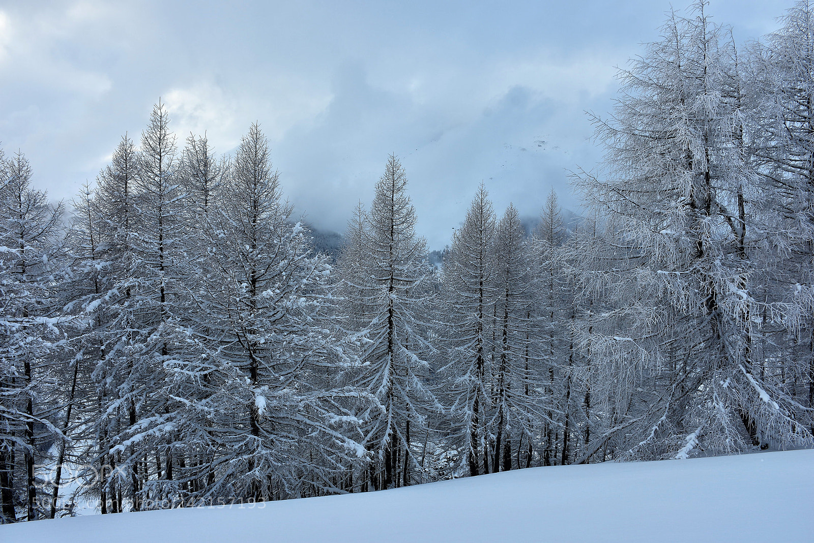 Nikon D7200 sample photo. Frozen larches photography