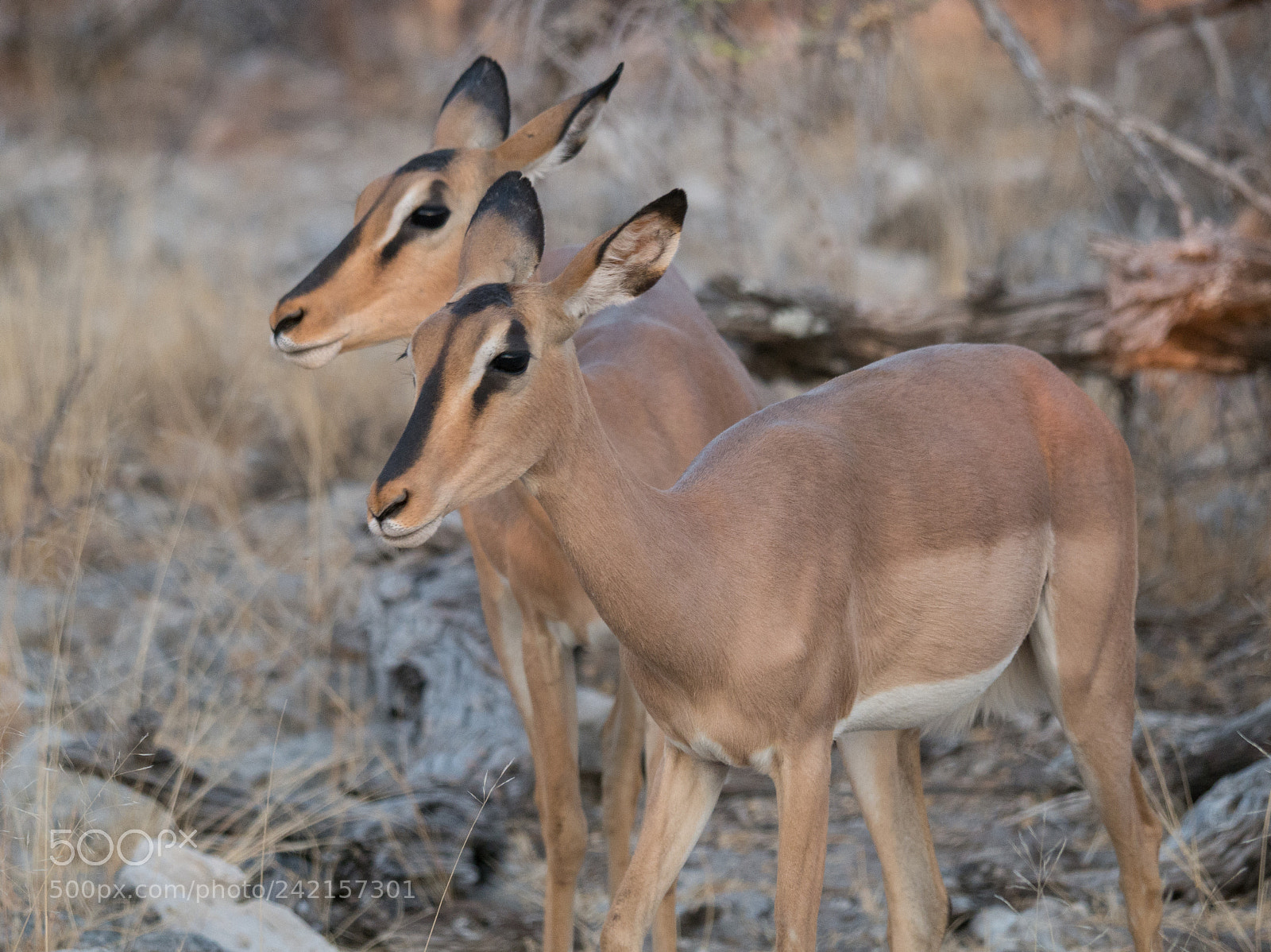 Panasonic DMC-G70 sample photo. Antelopes photography