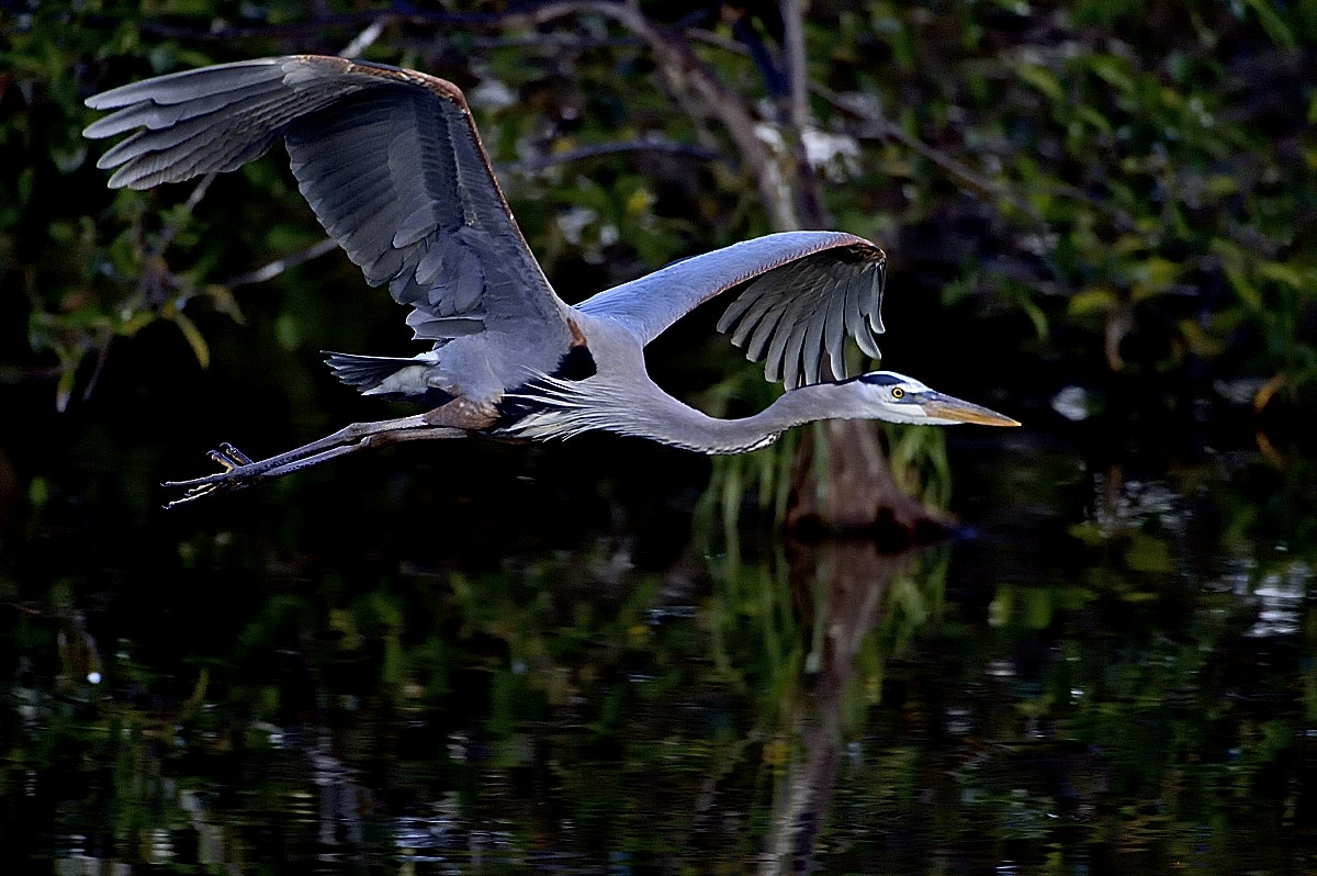 Nikon AF-S Nikkor 200-400mm F4G ED-IF VR sample photo. <> photography