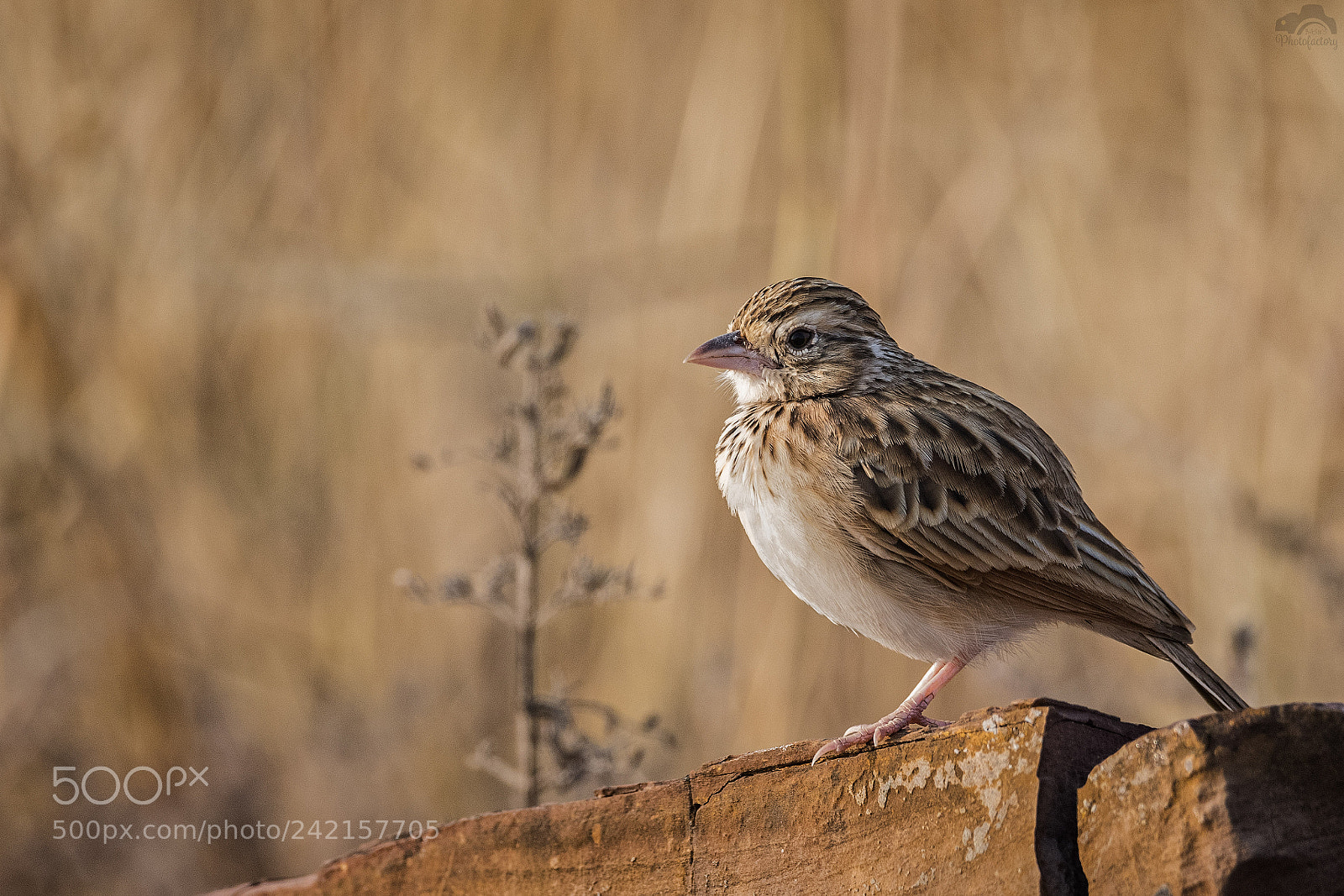 Nikon D810 sample photo. Indian bushlark photography