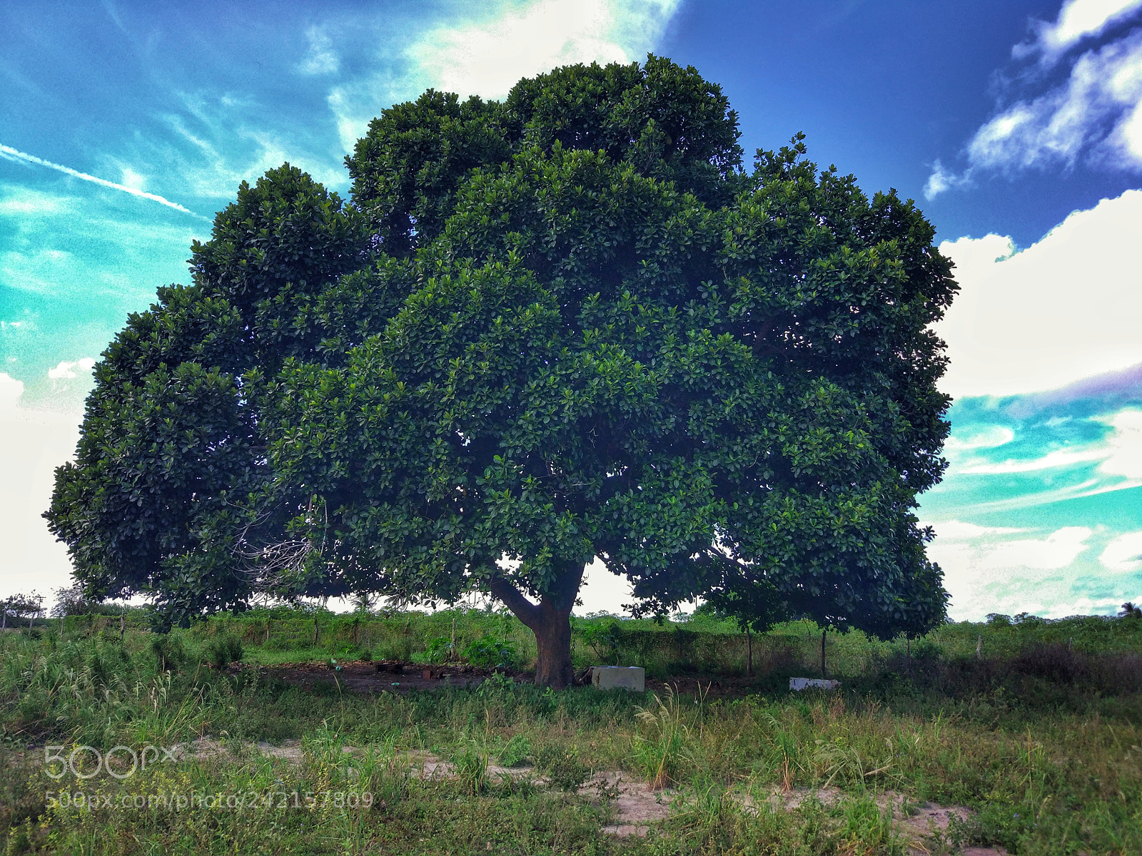 Xiaomi MI 5 sample photo. Nants ingonyama bagithi baba photography