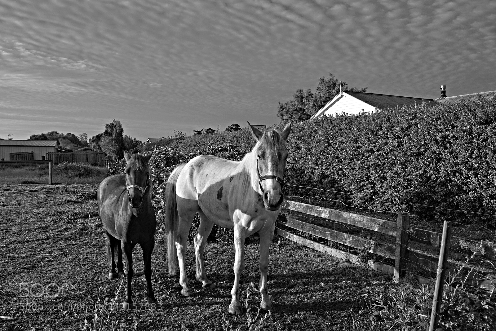 Nikon D700 sample photo. Ponies, eltham photography