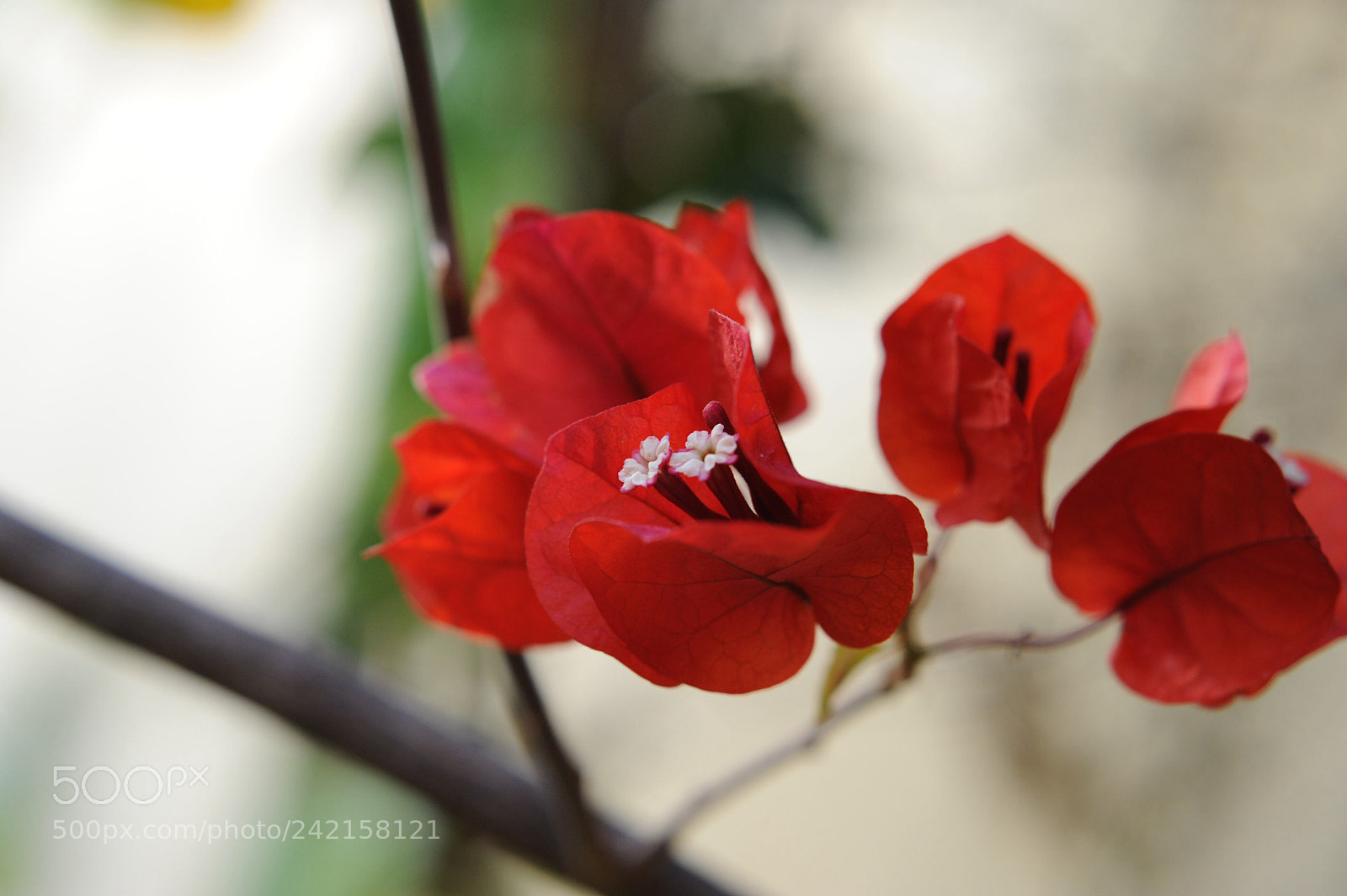 Nikon D700 sample photo. Wonderful flower photography