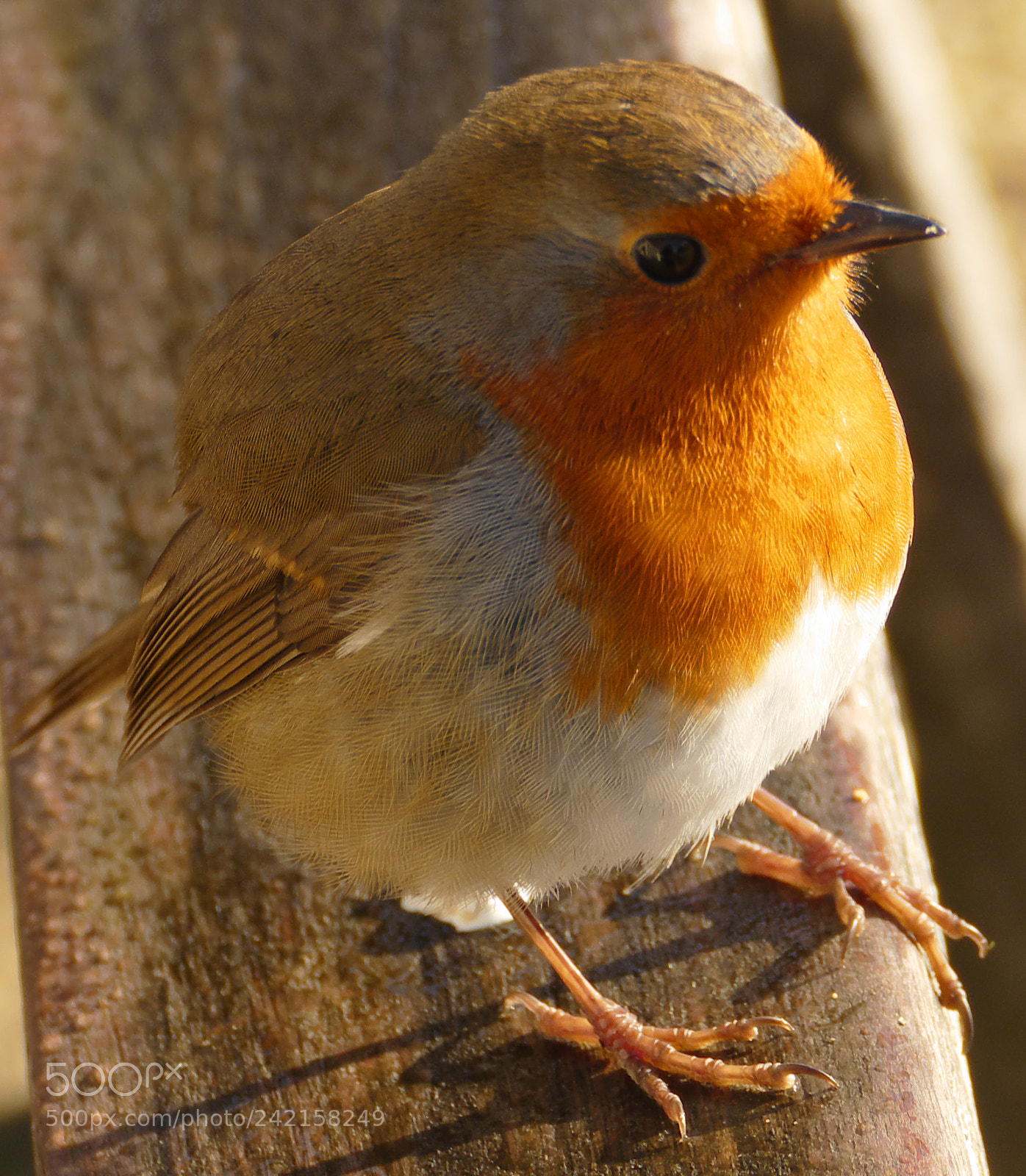 Panasonic Lumix DMC-FZ1000 sample photo. Robin came and sat photography