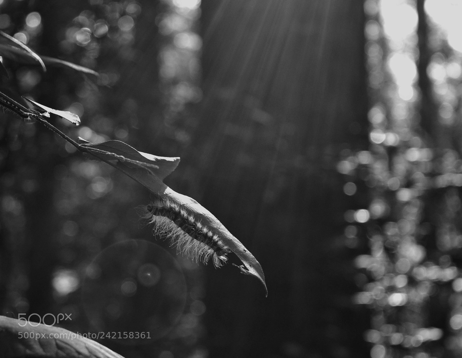 Nikon D3100 sample photo. Natural simplicity photography