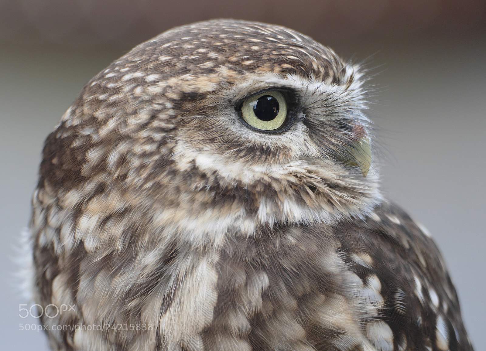 Panasonic Lumix DMC-FZ1000 sample photo. Small owl in cardiff photography