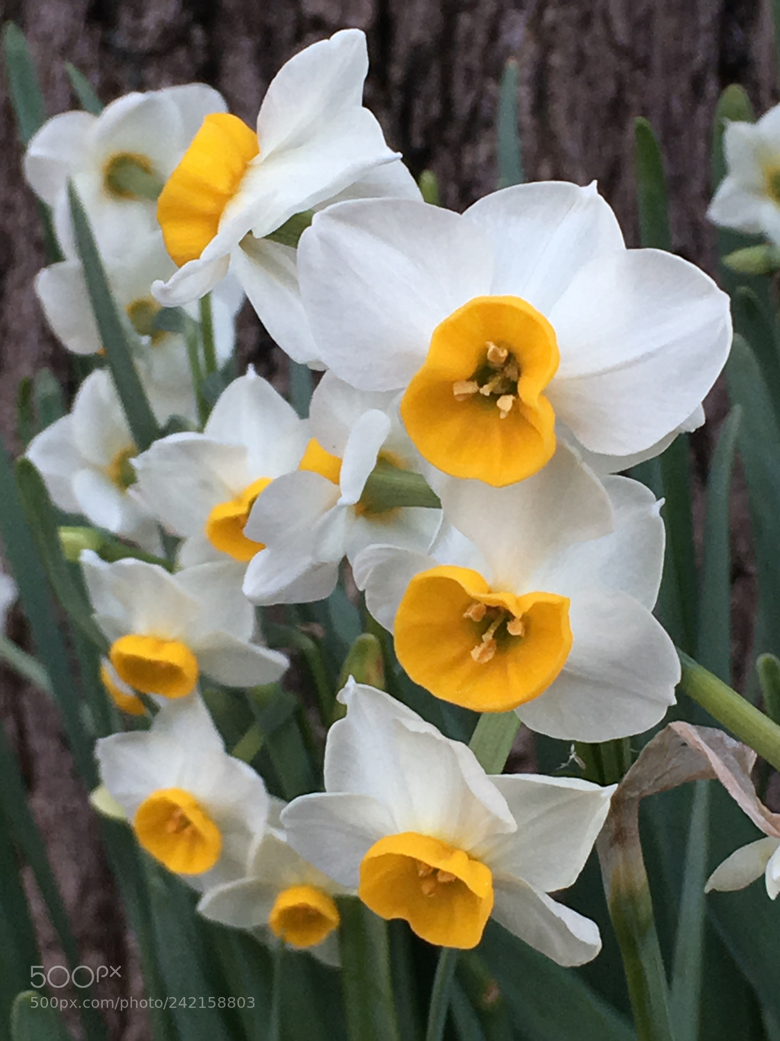 Apple iPhone 6s Plus sample photo. Winter2017 flowers photography