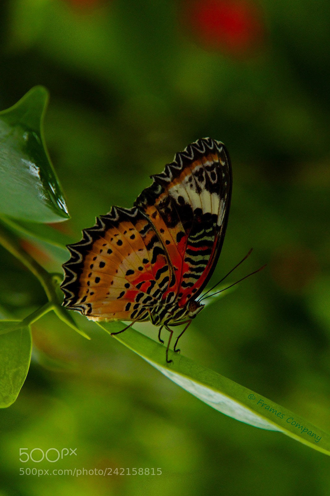 Canon EOS 650D (EOS Rebel T4i / EOS Kiss X6i) sample photo. Butterfly 1 photography