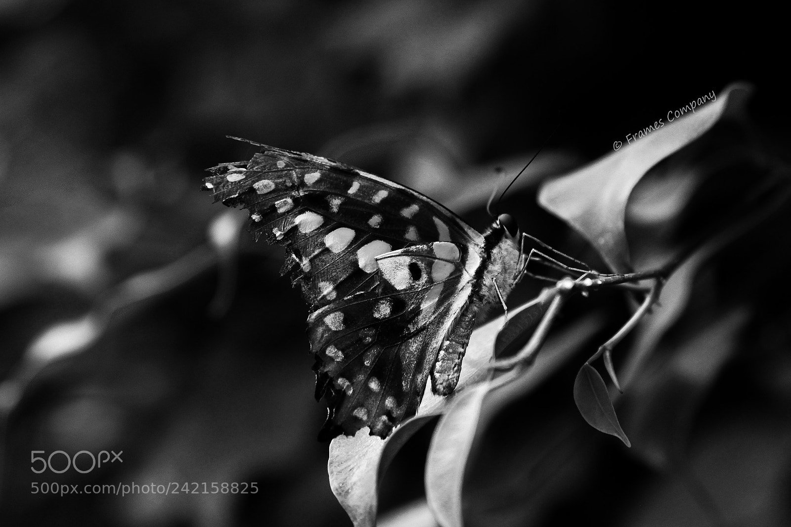 Canon EOS 650D (EOS Rebel T4i / EOS Kiss X6i) sample photo. Butterfly 2 photography