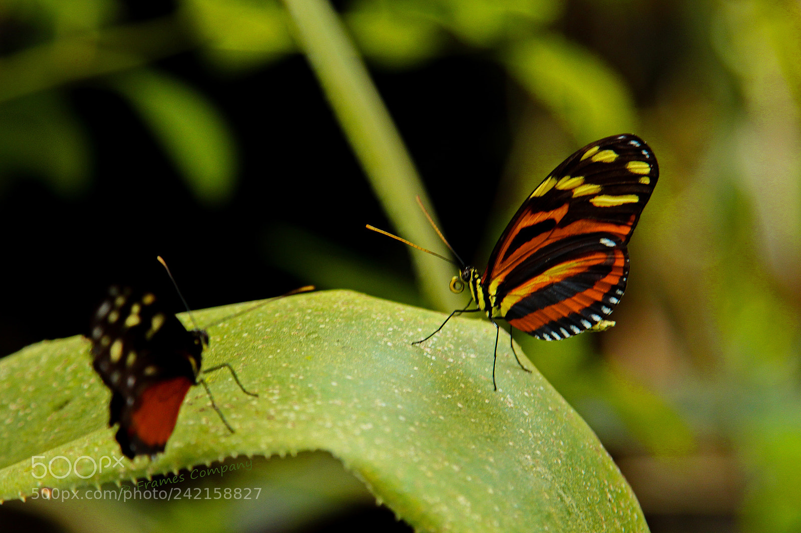 Canon EOS 650D (EOS Rebel T4i / EOS Kiss X6i) sample photo. Butterfly 3 photography