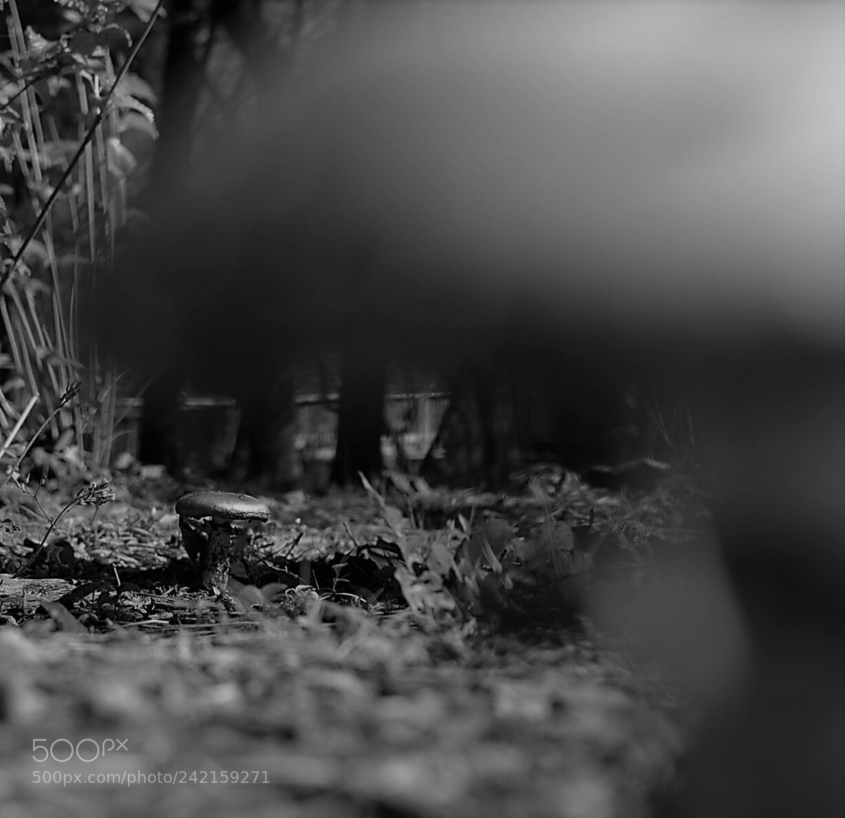 Nikon D3100 sample photo. Fungal focus photography