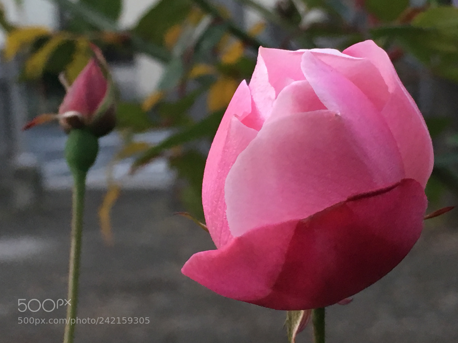 Apple iPhone 6s Plus sample photo. Winter2017 flowers photography