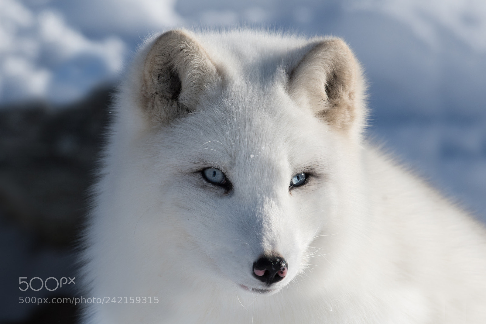 Nikon D500 sample photo. Renard artique / artic fox photography