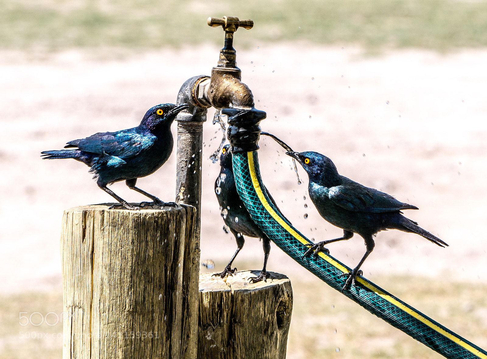 Panasonic DMC-G70 sample photo. Thirsty glossy starlings photography