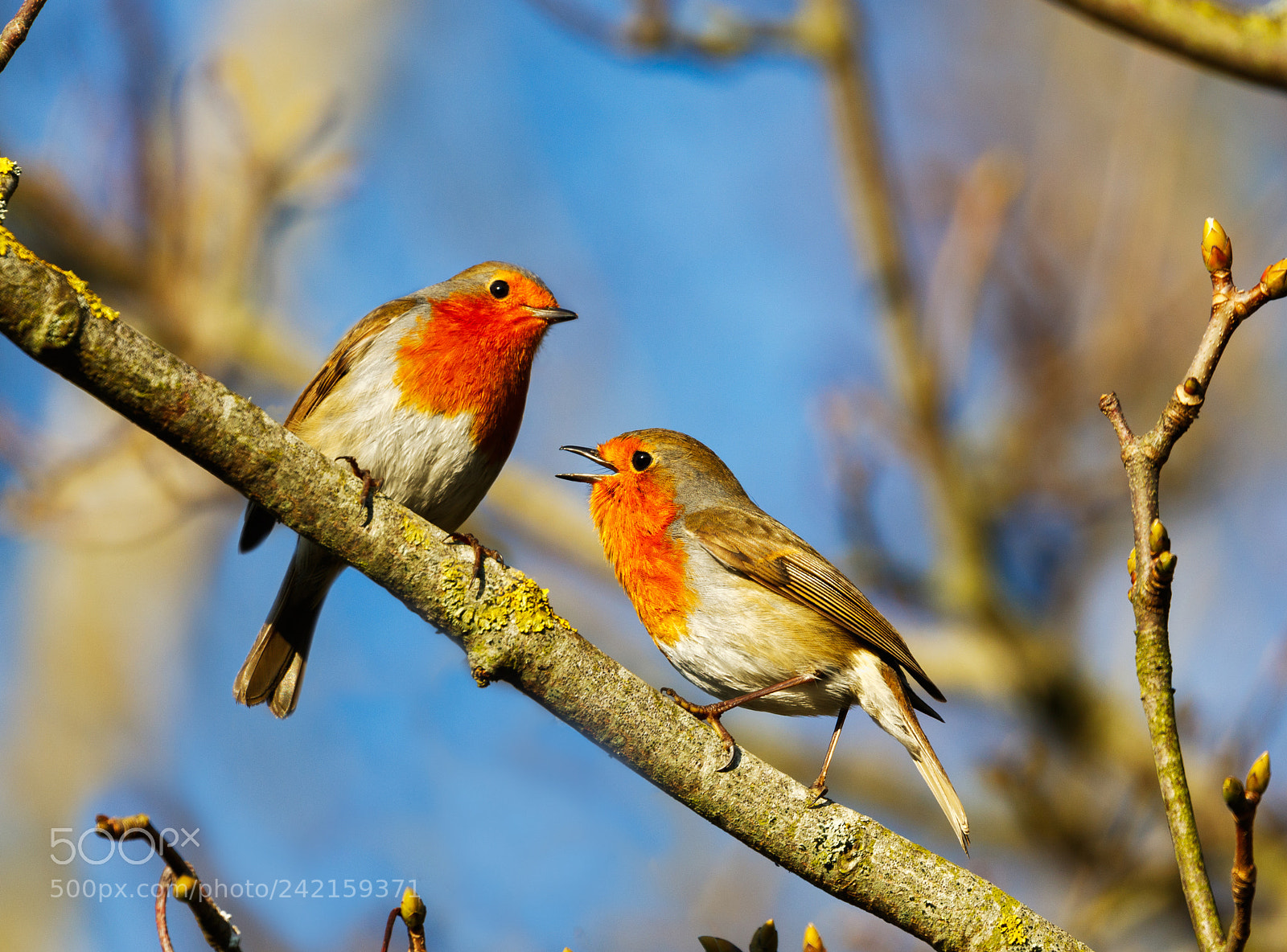Canon EOS 7D Mark II sample photo. Robins photography