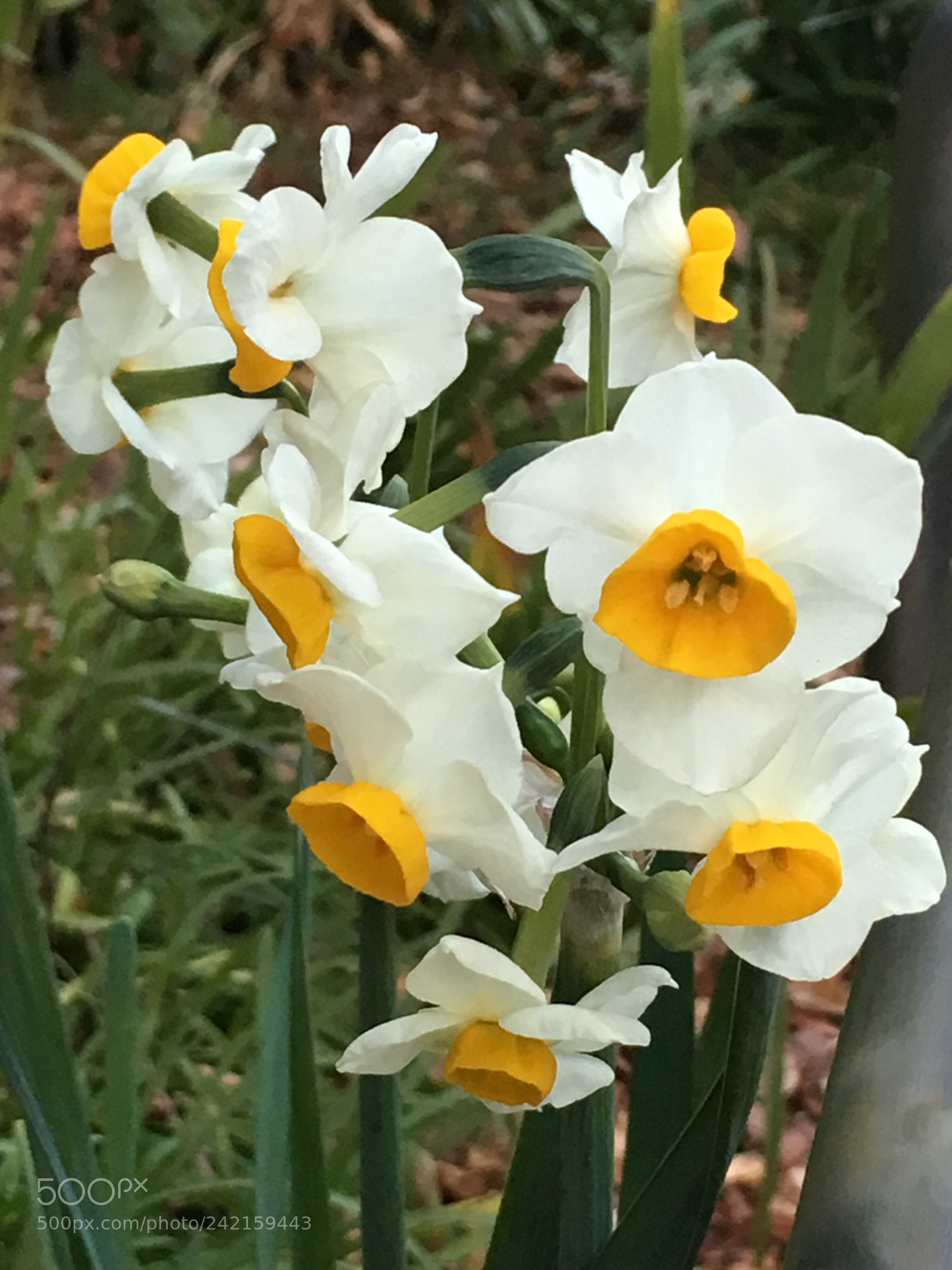 Apple iPhone 6s Plus sample photo. Winter2017 flowers photography