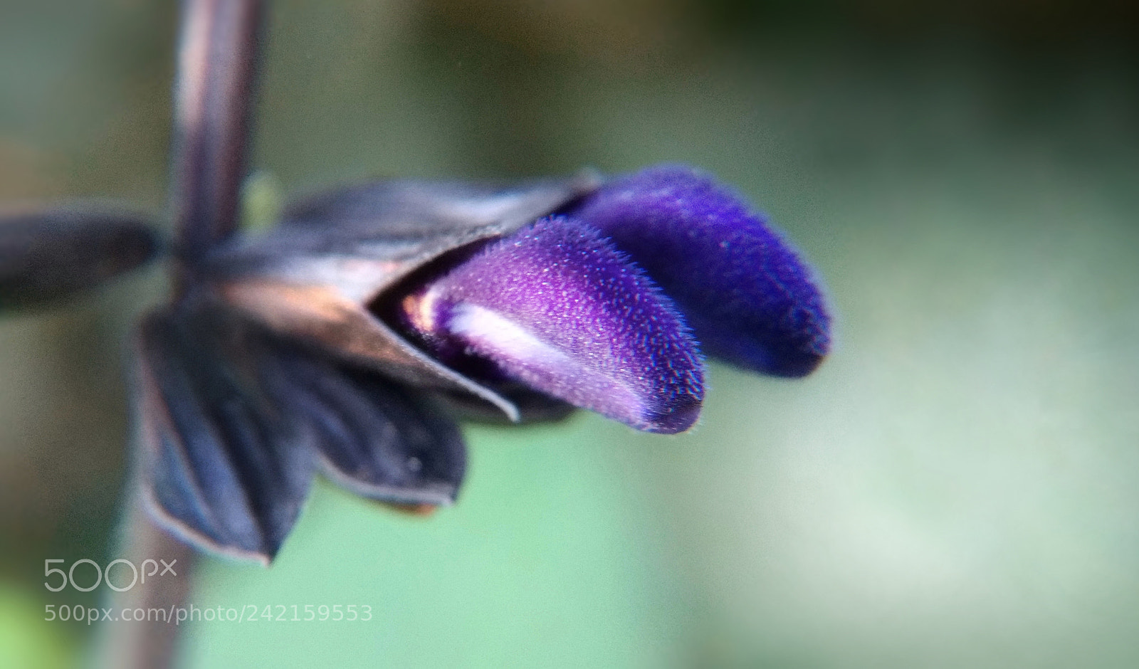 Motorola Moto G (4) sample photo. Salvia photography