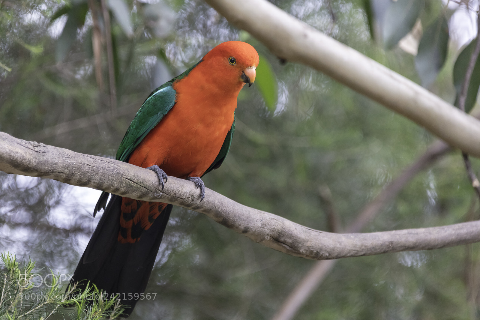 Canon EOS 5DS sample photo. Australian king-parrot photography