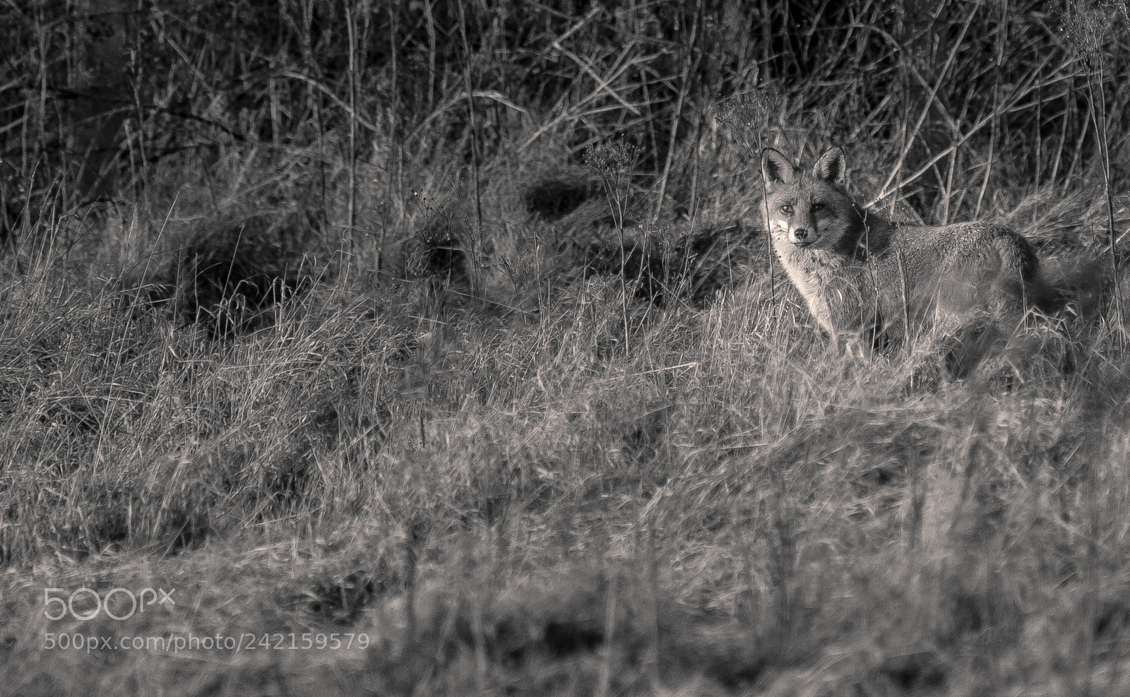 Canon EOS 50D sample photo. My first fox photography