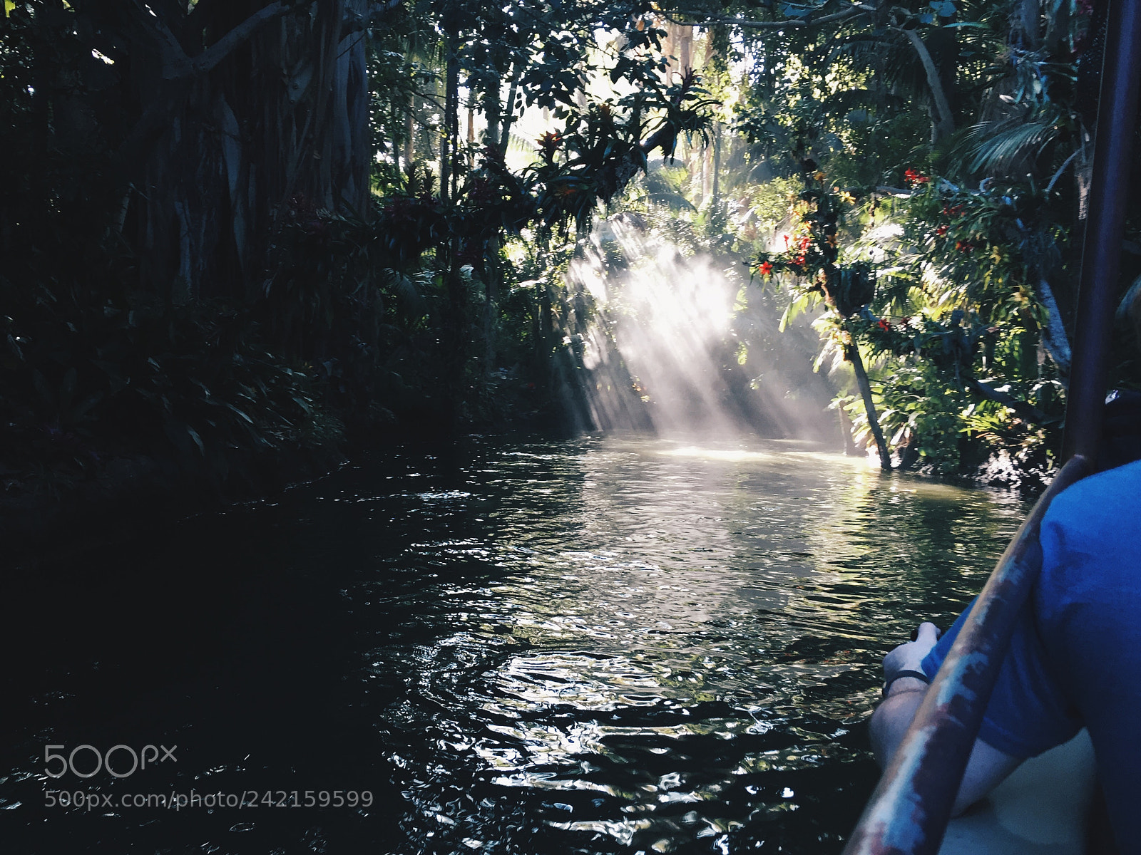 Apple iPhone 6 sample photo. Rainforest photography