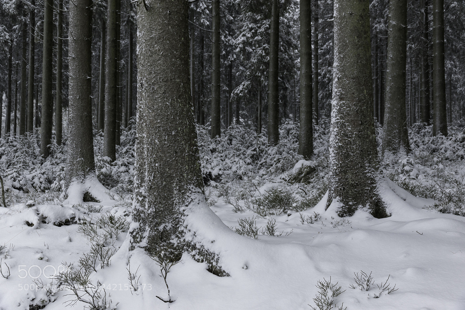 Canon EOS 7D Mark II sample photo. Powdery forest photography