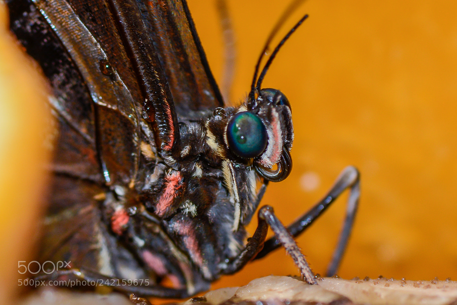 Nikon D7100 sample photo. Atlantis butterflies cu (of ) photography