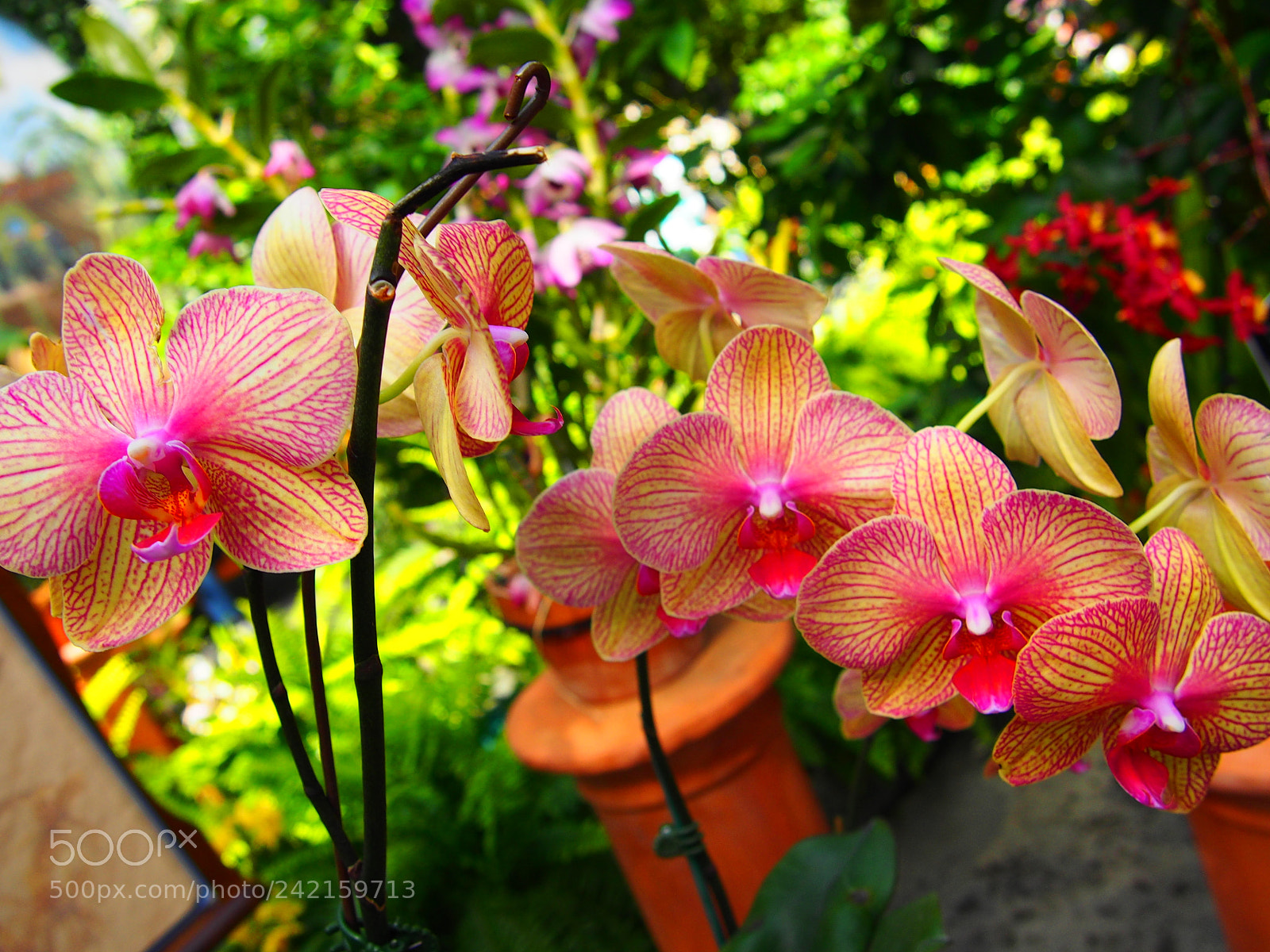 Olympus PEN E-PM2 sample photo. Orchids photography