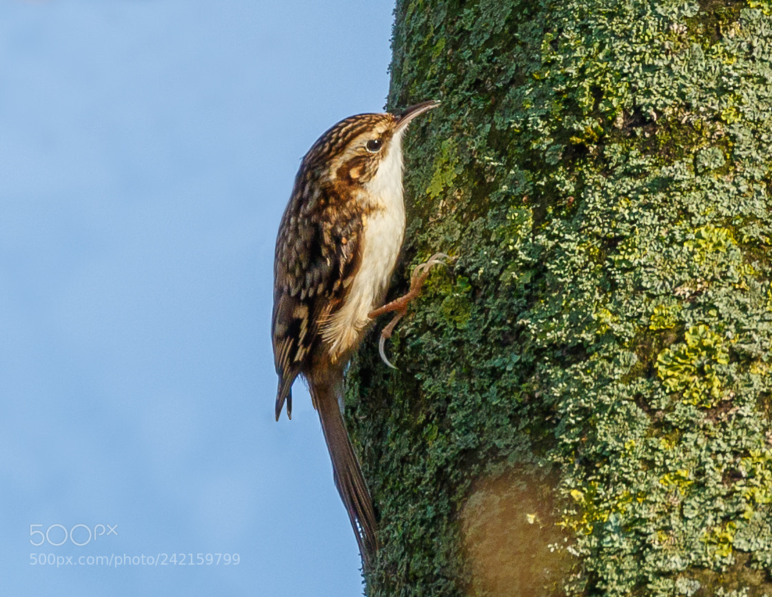 Canon EOS 7D Mark II sample photo. Treecreeper photography