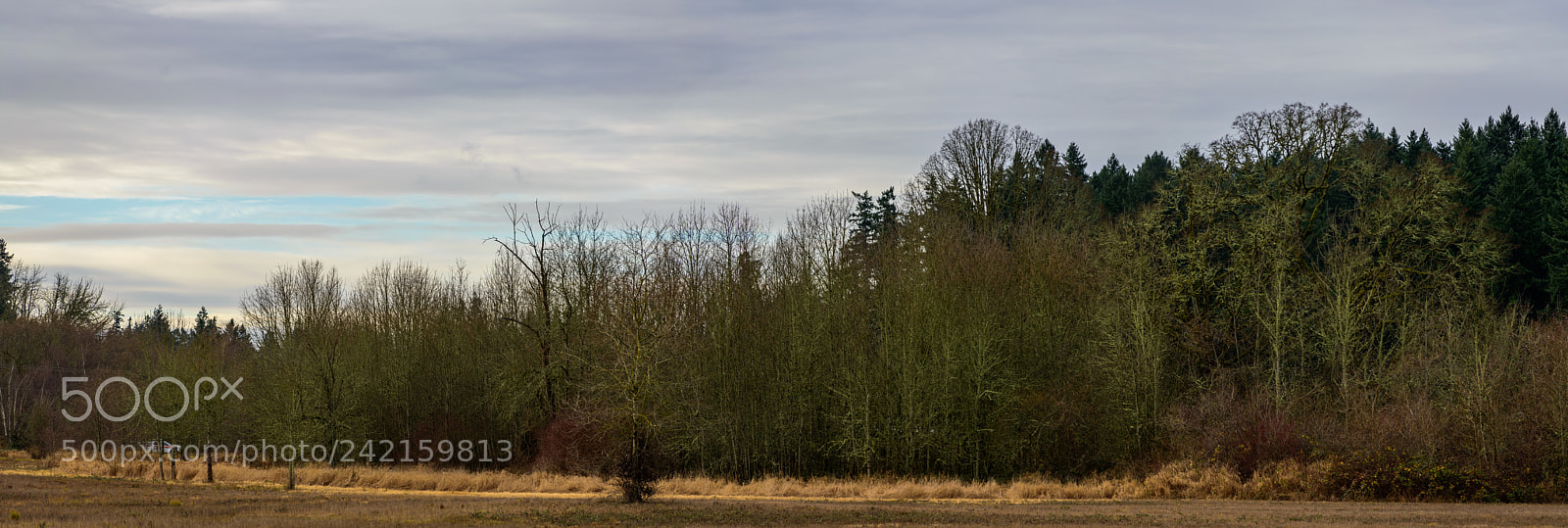 Nikon D800 sample photo. Bare winter photography