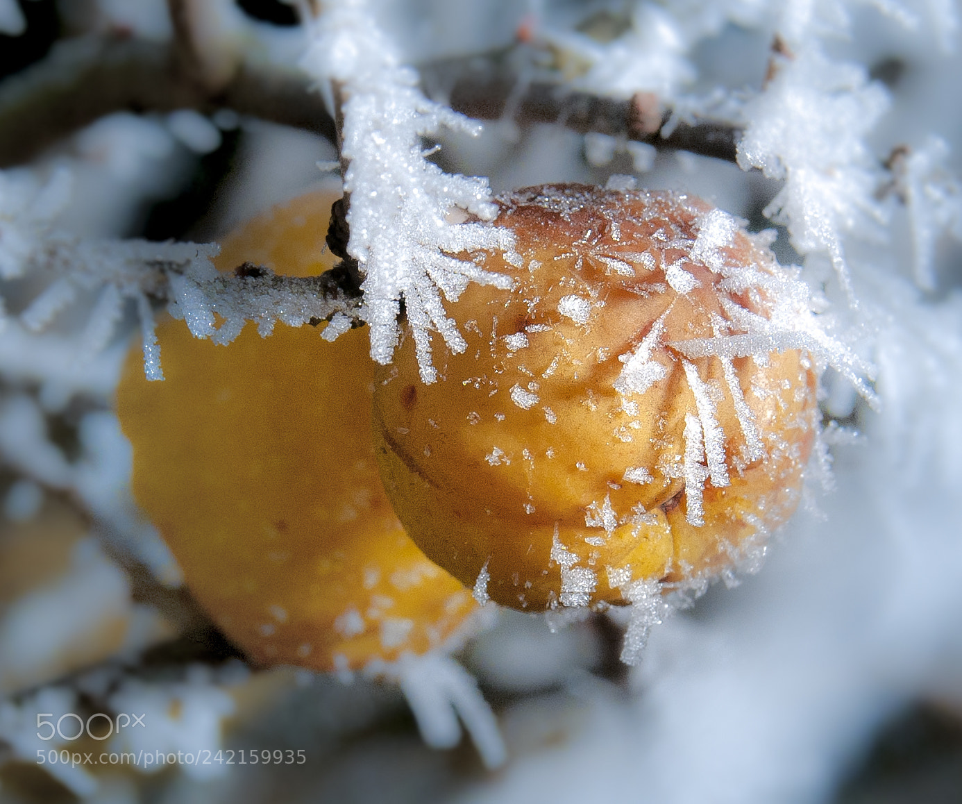 Nikon D300 sample photo. Frozen quince photography