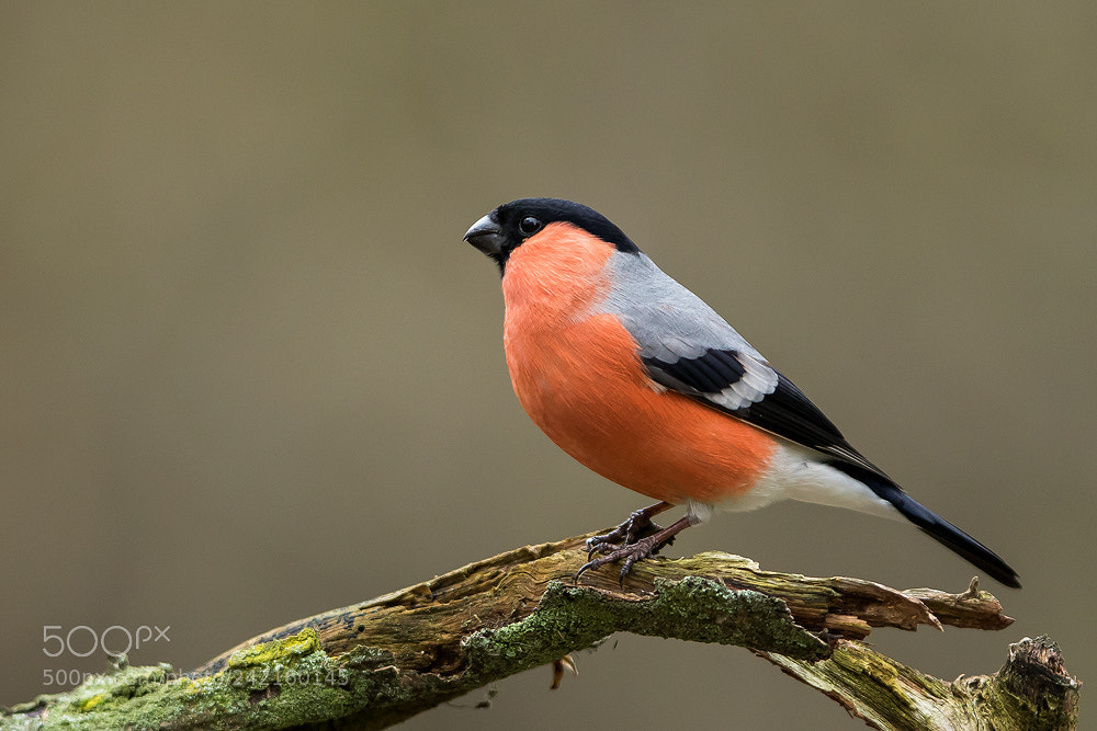 Canon EOS 7D Mark II sample photo. Bullfinch photography