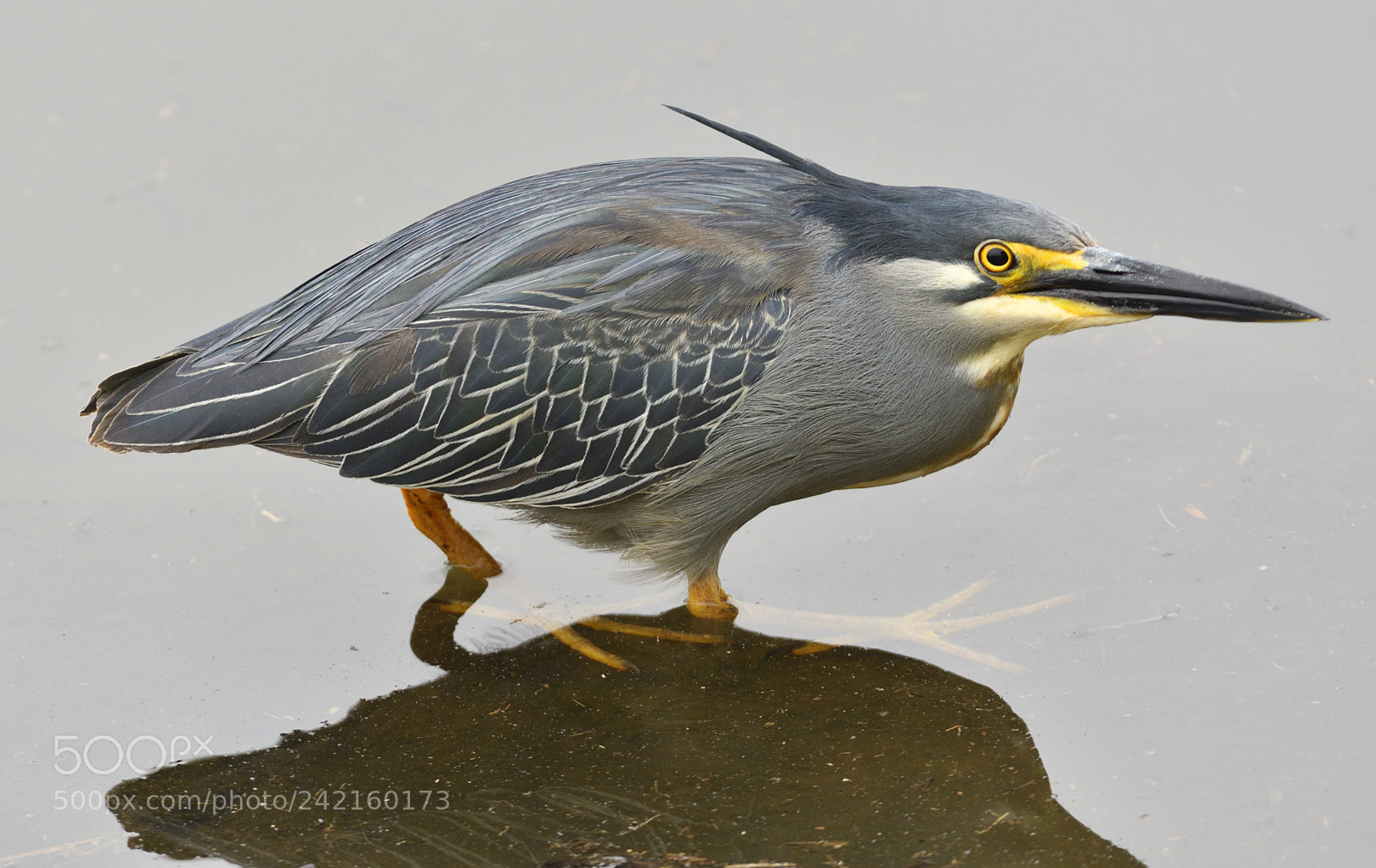 Nikon D500 sample photo. Heron photography