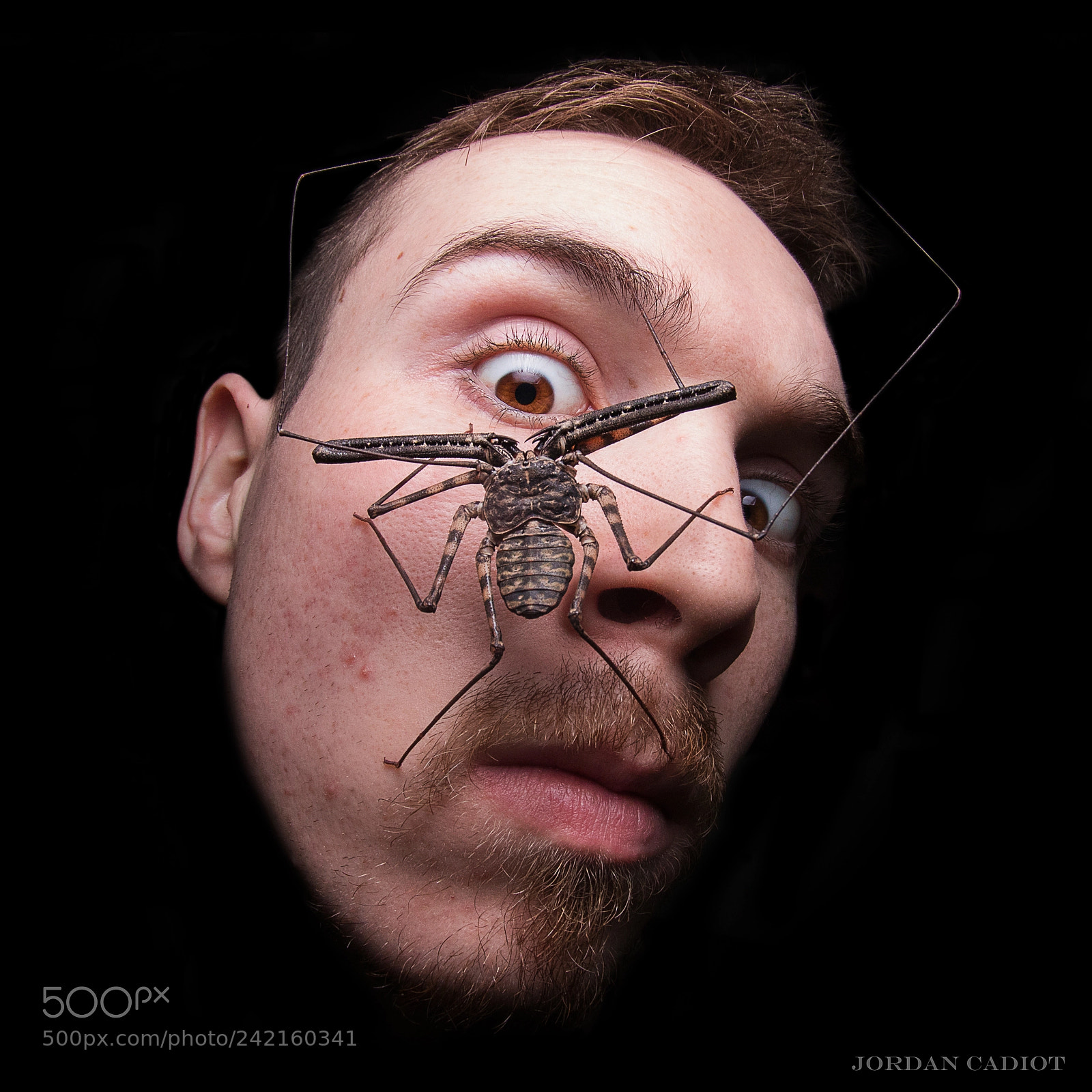 Canon EOS 7D Mark II sample photo. Amblypygi photography